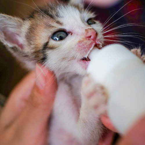 Specialized Cat Care