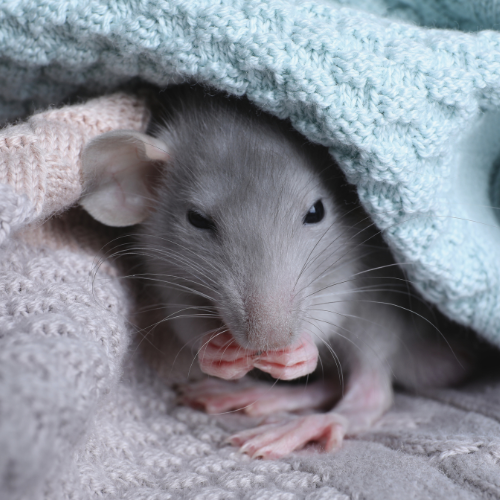 Small Animal Care Visit