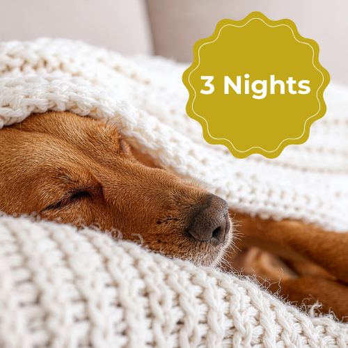 Overnight Dog Care (3 Nights)