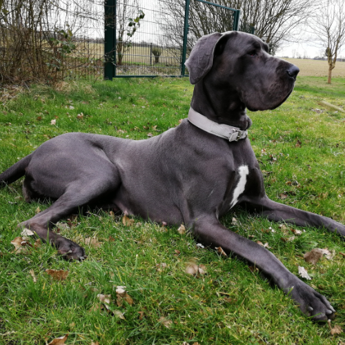 A large black Great Dane dog lying on grass in a yard with a chain-link fence and trees in the background.
