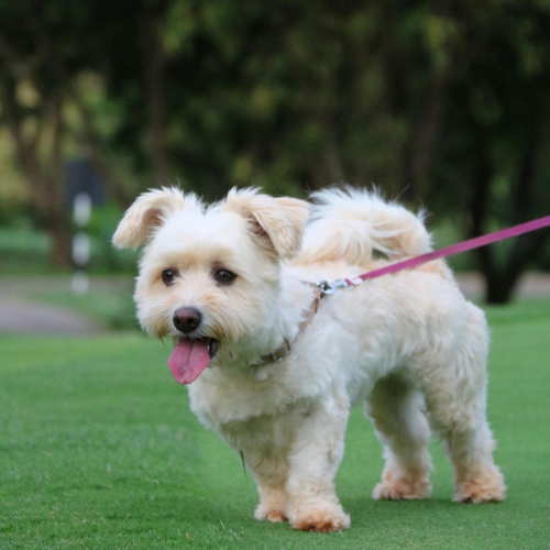 Dog Care Visit (60 min)