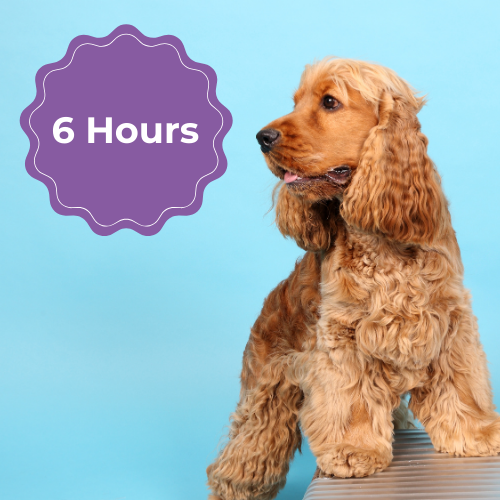 Extended Dog Care Visit (6 Hours)