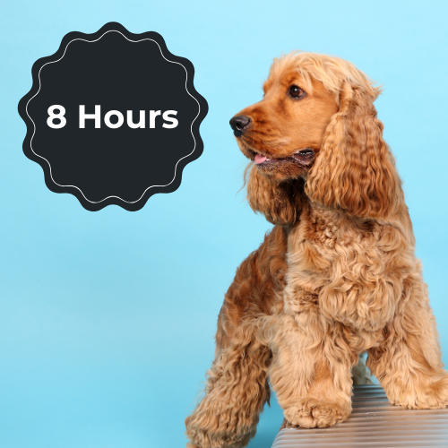 Extended Dog Care Visit (8 Hours)