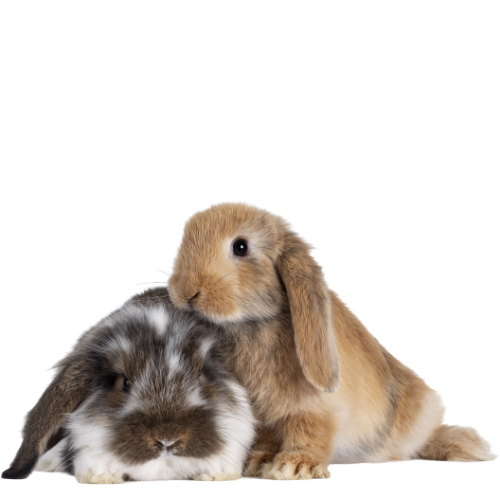 Two rabbits lying close together, one with brown fur and the other with gray and white fur.