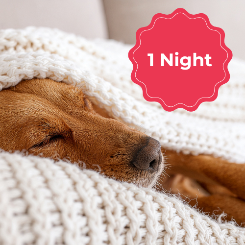Overnight Dog Care (1 Night)