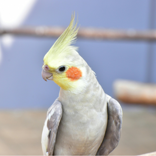 A cockatiel bird with a yellow crest, orange cheek patches, and gray and white feathers.