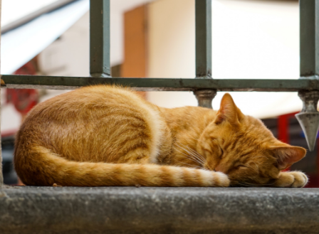 Orange tabby cat sleeping on a concrete surface beneath a metal railing.