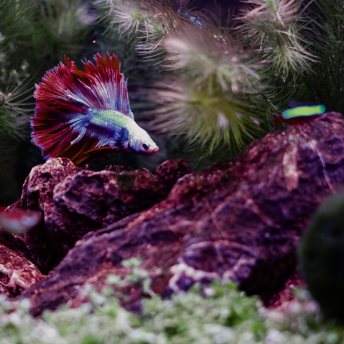 Aquarium & Fish Sitting in Chicago | In-Home Fish Care — Tails, Scales ...