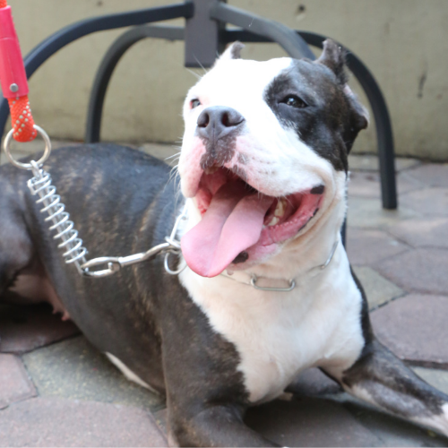 Dog Care Visit (30 min)