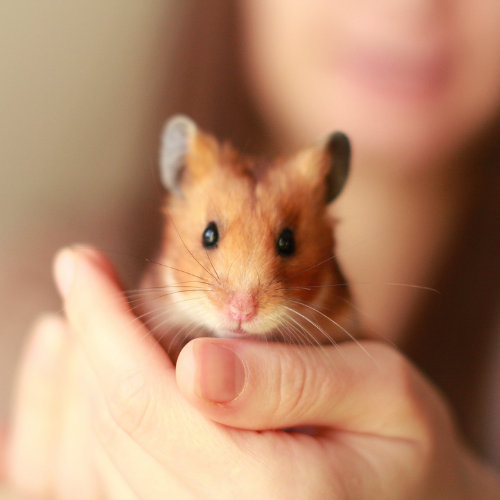 Person holding a small hamster in their hand with a blurred face in the background.