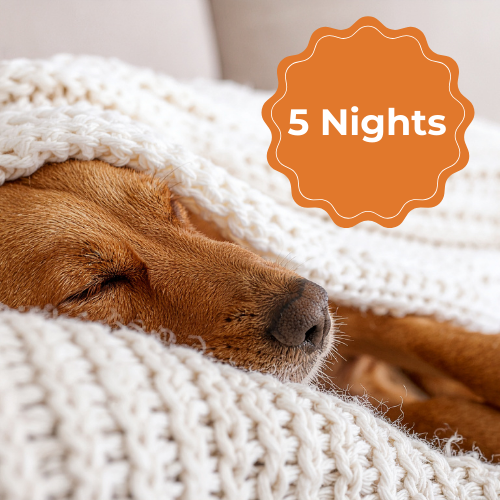 Overnight Dog Care (5 Nights)
