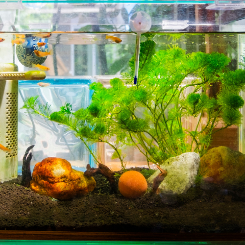 Specialized Fish Care