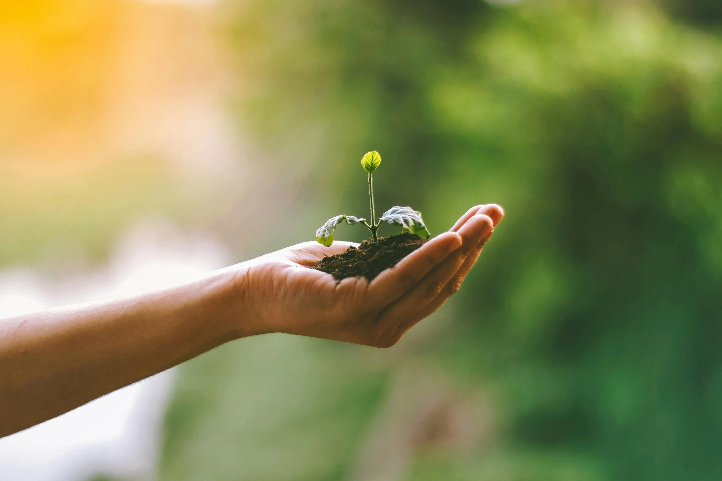 A hand holding soil with a small sprouting plant growing from it, set against a blurred green and yellow background.