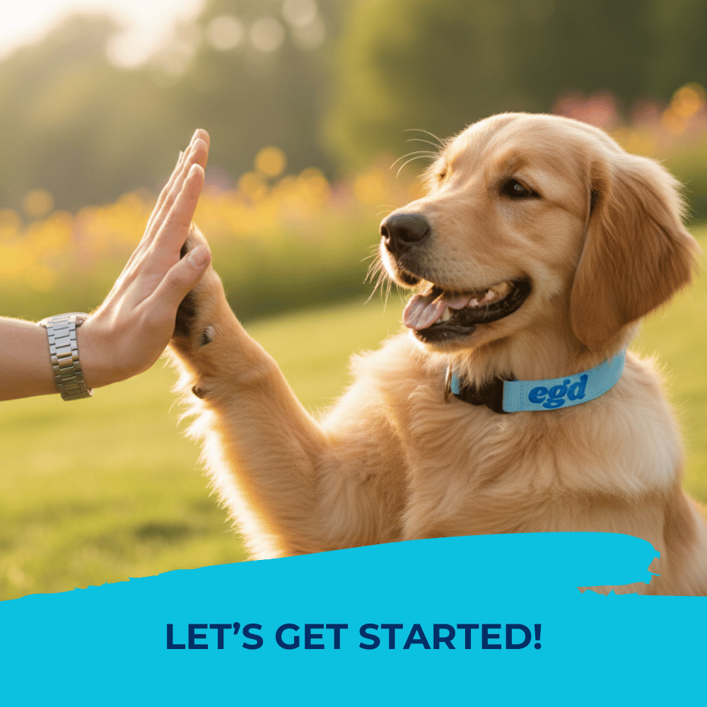 Adorable golden retriever giving a high five to help clients get started.
