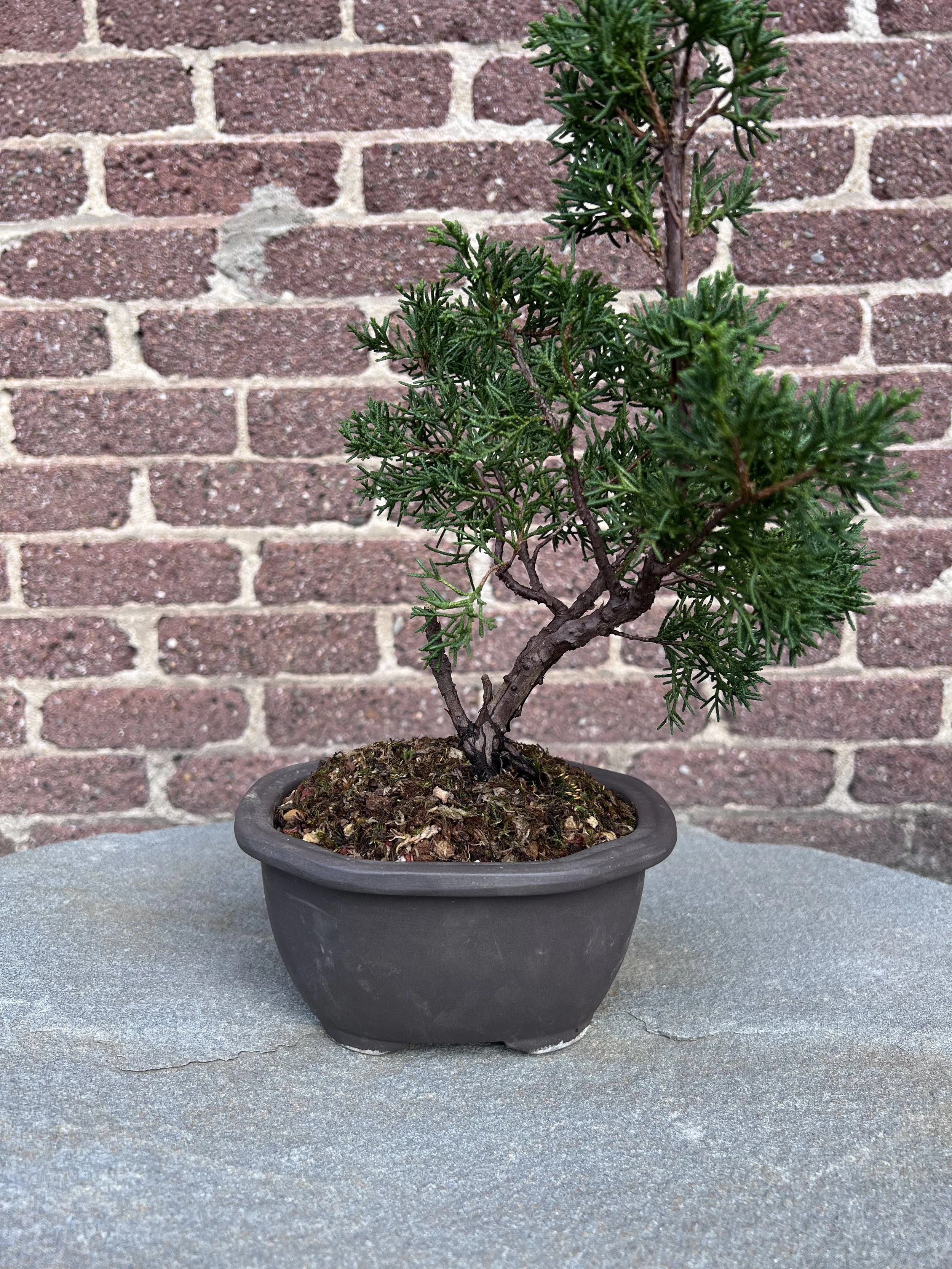 Beginner Shimpaku - March 2024 (after).jpg