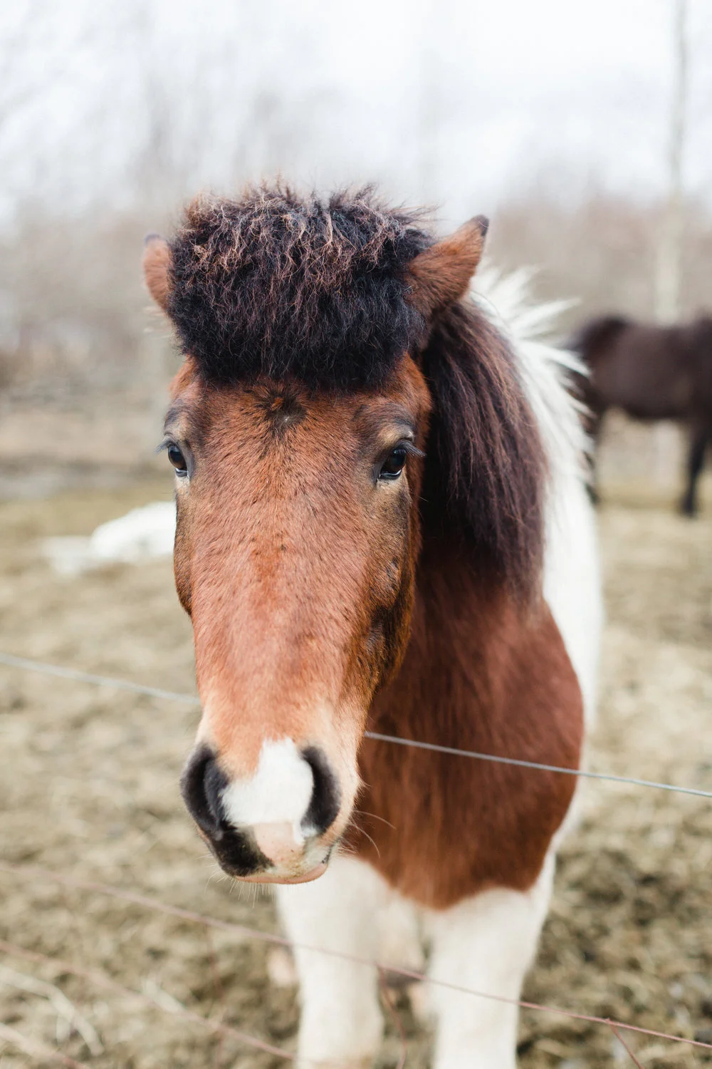 Close-up of a brown and white Icelandic horse with a black and brown mane, inside a fenced area.