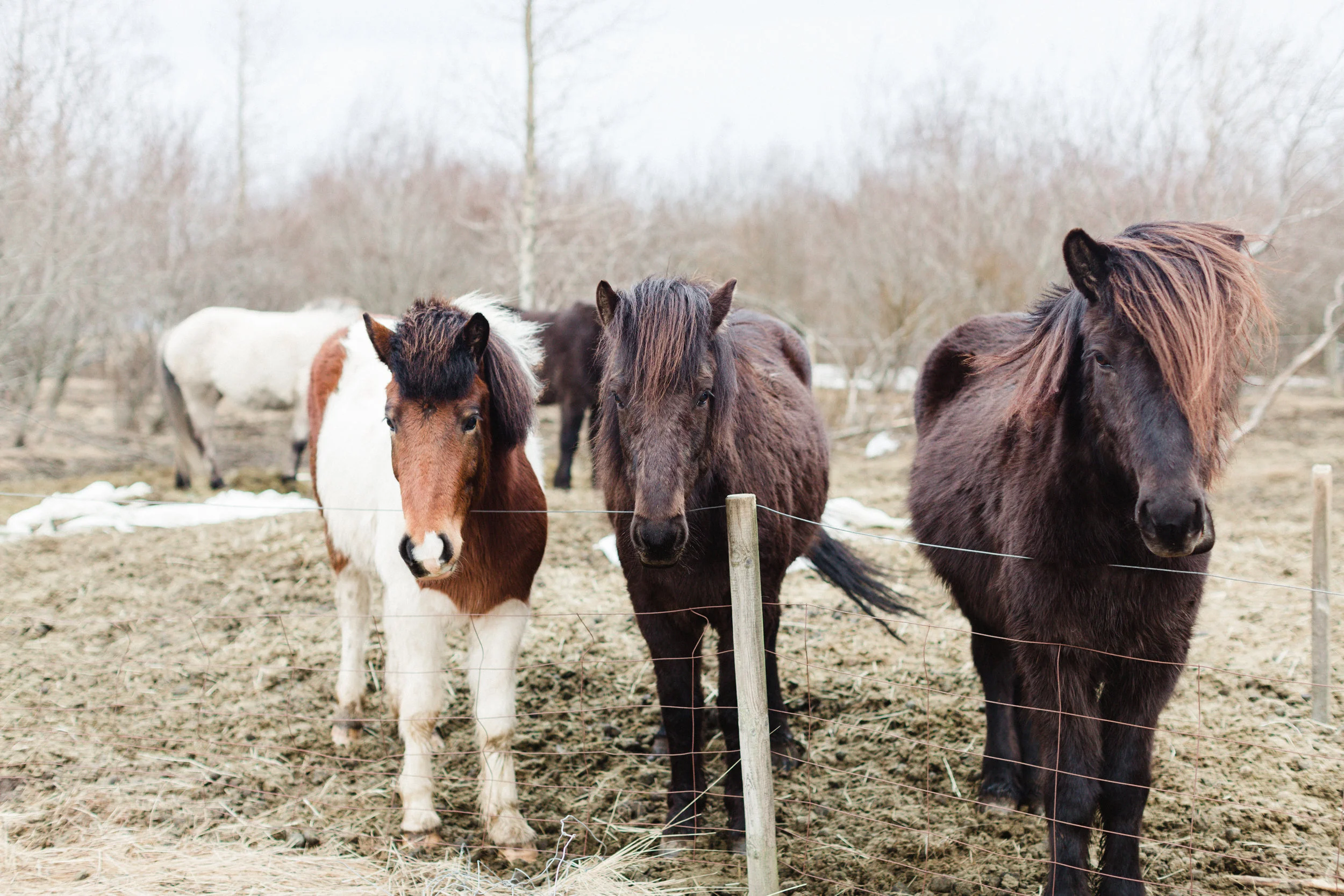 Icelandic horses huddle on a spring day