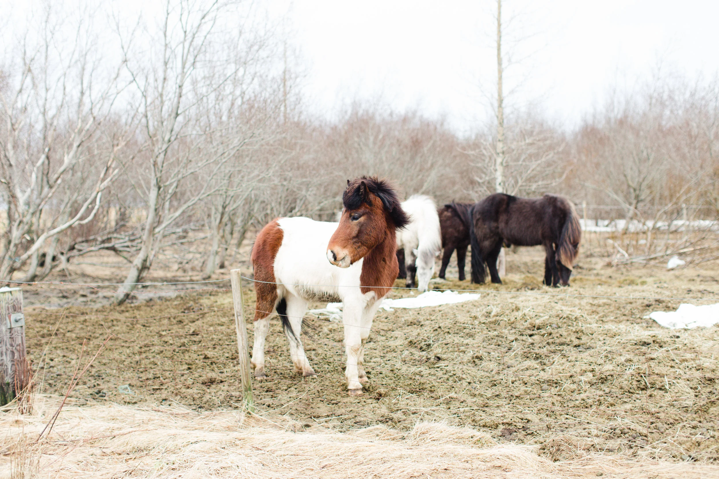 A group of Icelandic horses grazing in a muddy field with leafless trees in the background