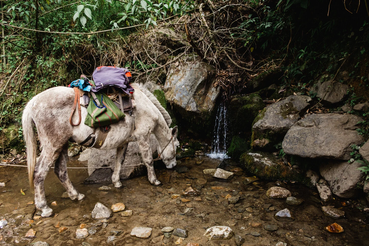 A donkey standing in a shallow stream beside a small waterfall in a forest, carrying a pack with various bags and gear.