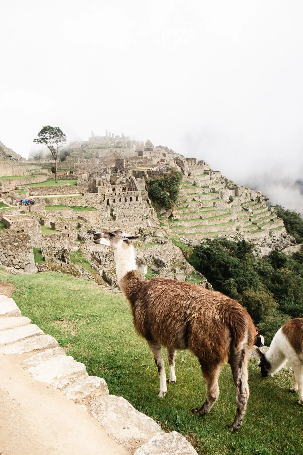 A llama perches on a grass ledge while travelers explore the scenery of Macchu Picchu, Peru