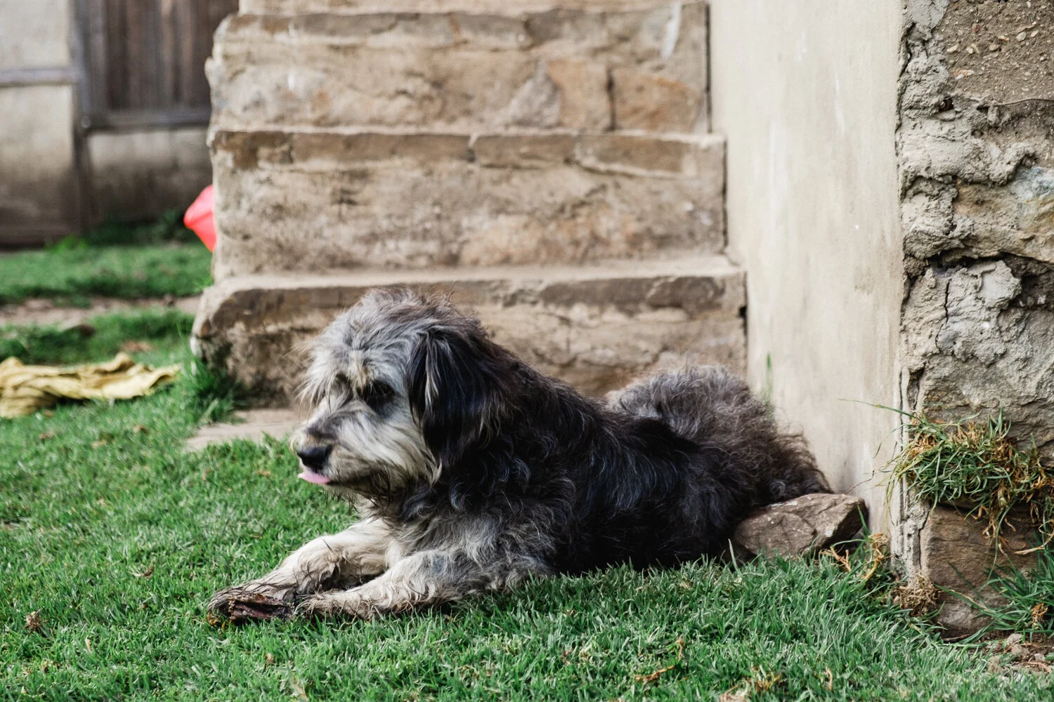 Young dog with gray, black, and white fur laying on green grass near a stone outdoor wall, with its tongue slightly sticking out.