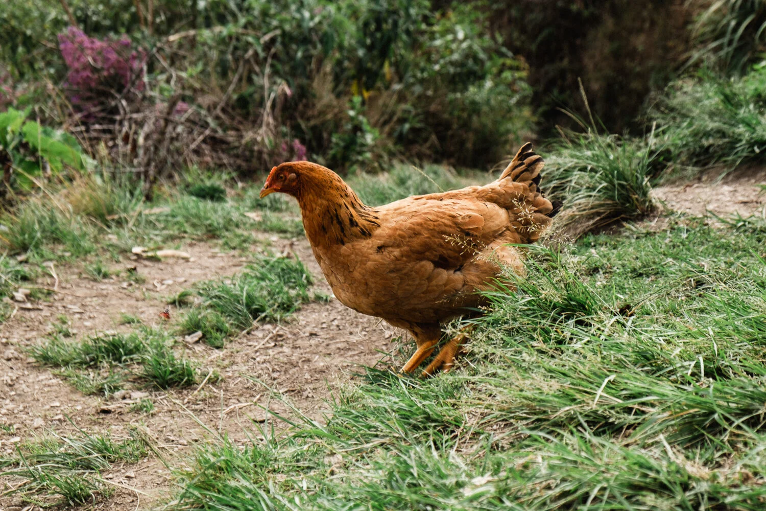 A brown hen walking on dirt and grass in a garden or natural outdoor setting.