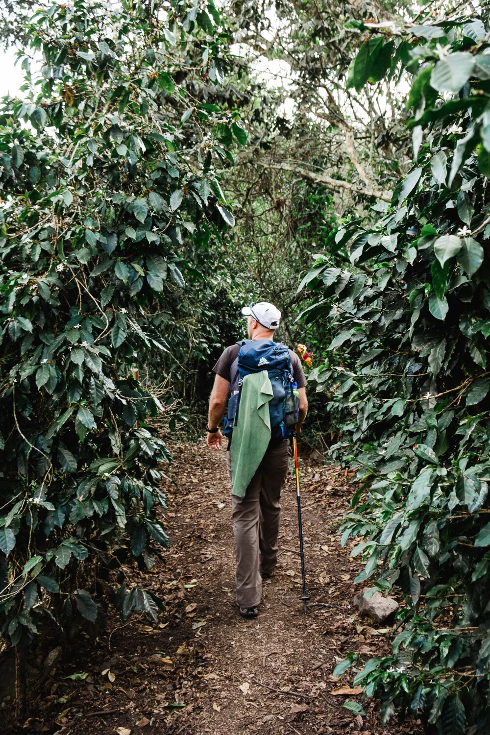 A man with a backpack and a walking stick hiking through a dense, green forest trail.