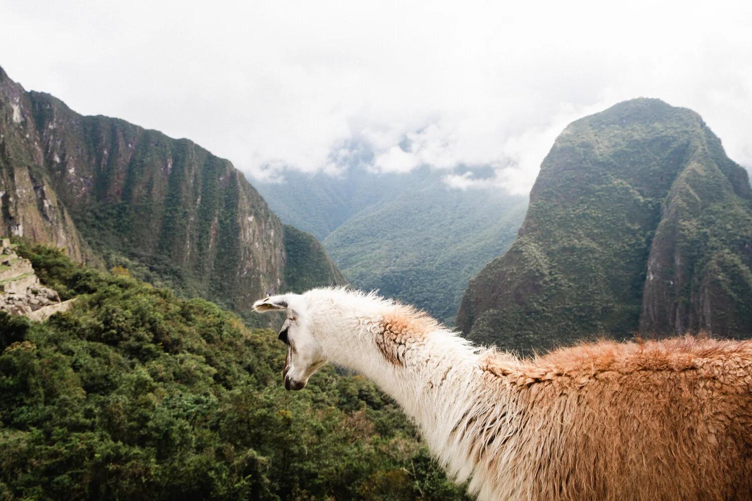 A llama standing in a lush green valley surrounded by tall mountains with clouds overhead.