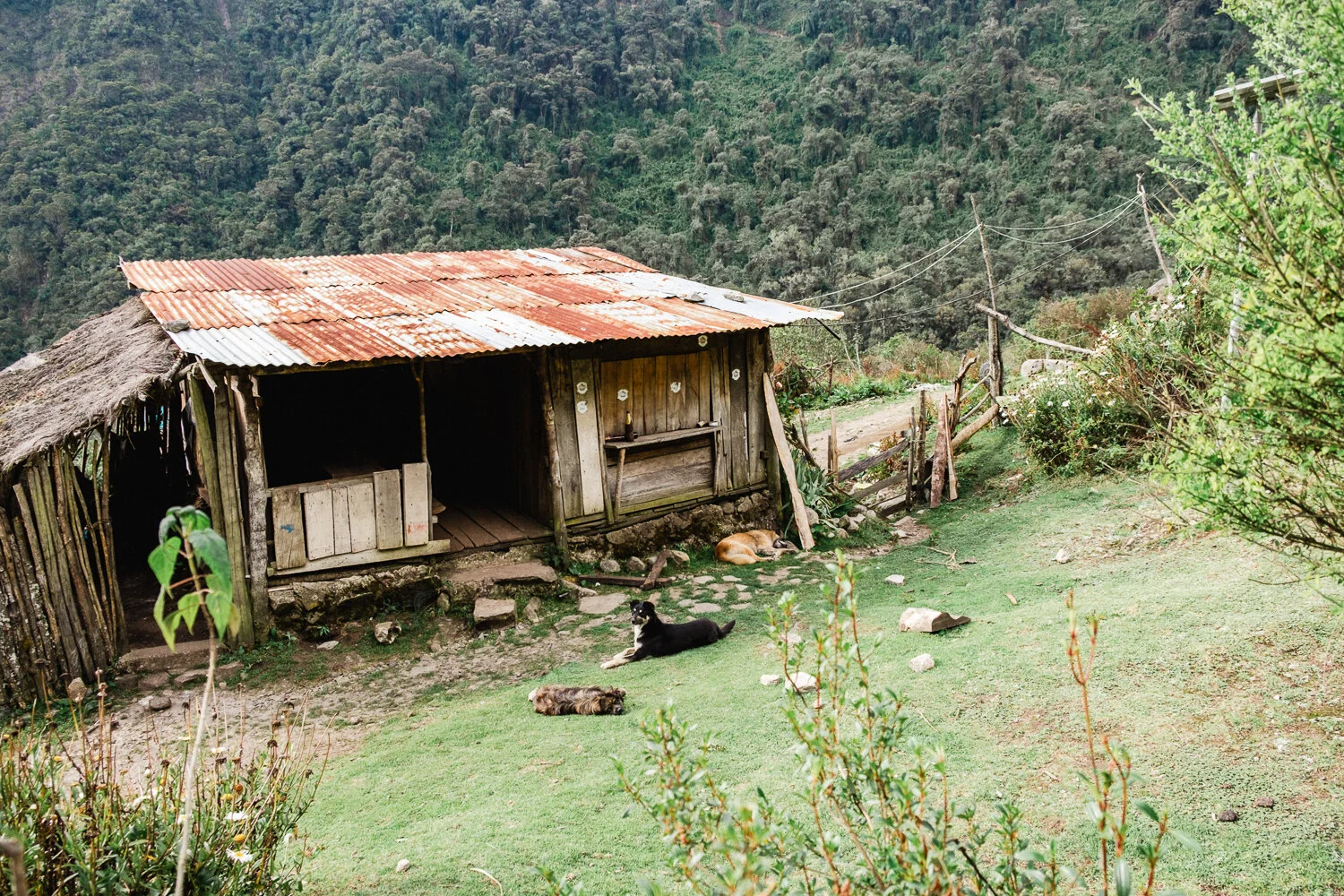 A rustic wooden shelter in a rural mountainous area with three cats lying on the grass nearby. The shelter has a corrugated metal roof and is surrounded by greenery and a dirt path. In the background, lush forested hills stretch into the distance.