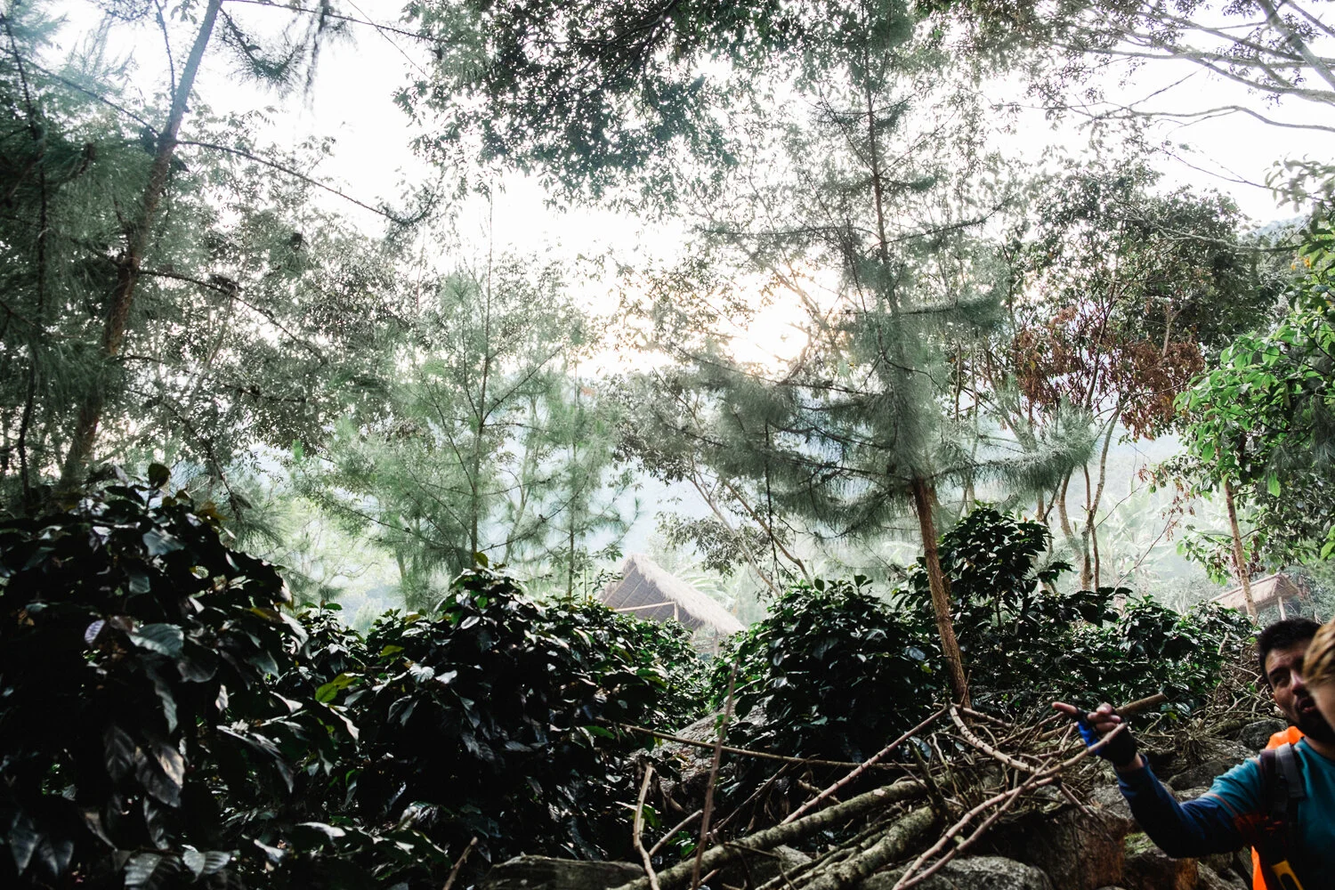A person hiking through a dense, foggy forest with tall coffee berry trees, lush green foliage, and a small thatched hut visible in the background.