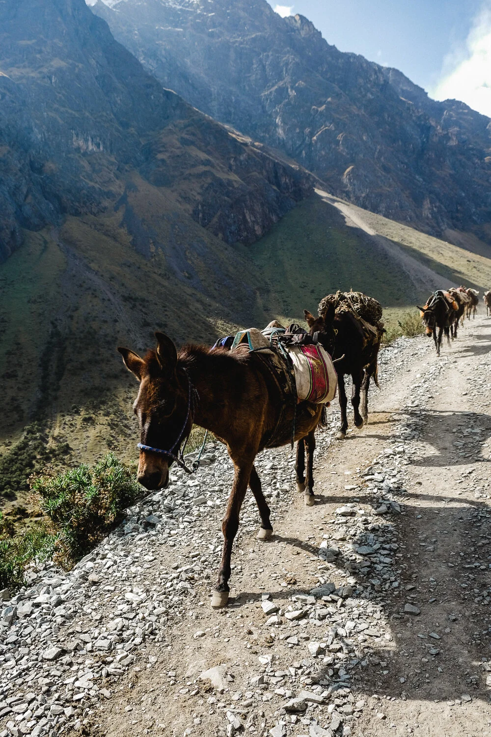 A line of mules carrying supplies along a mountain trail with a rugged South American mountain range in the background.