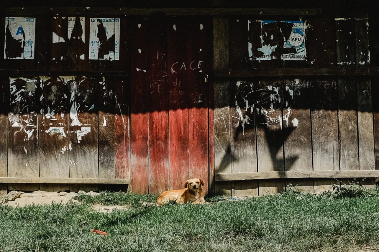 A small light brown dog lying on grass in front of a weathered wooden fence with graffiti and torn posters. The fence has a red door in the center. The shadow of a street lamp is cast on the fence.