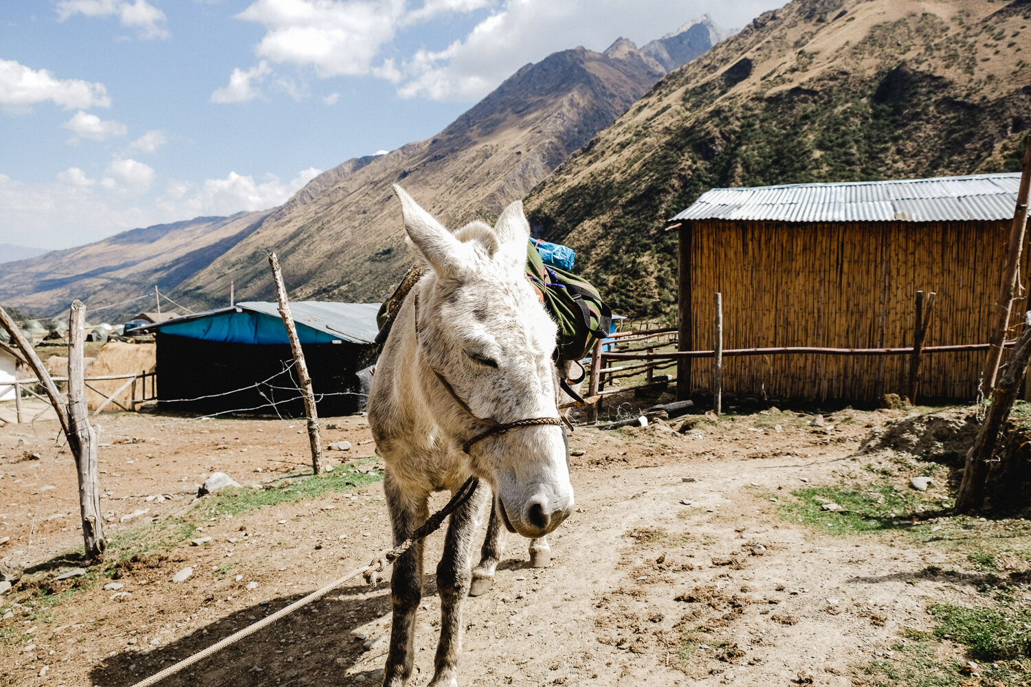 A white donkey with a saddle and backpack standing on dirt ground near a wooden shed, with mountains and a partly cloudy sky in the background.