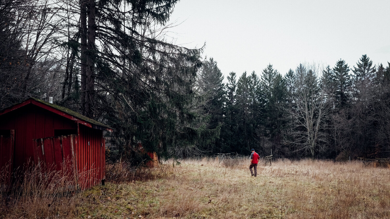 A person wearing a red jacket and dark pants is walking through a field of tall grass near a small, weathered red wooden shed, with a backdrop of leafless and evergreen trees under an overcast sky.