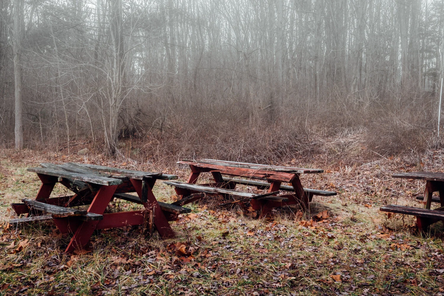 Three abandoned wooden picnic tables in a leaf-covered area surrounded by leafless trees and dense brush, overcast sky.