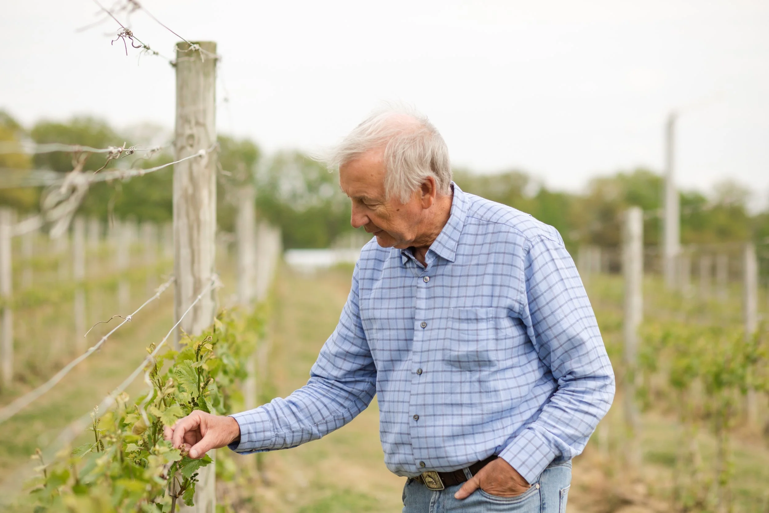 A Taste of Summer at Laurentia Winery: Rooted in History, Full of Life