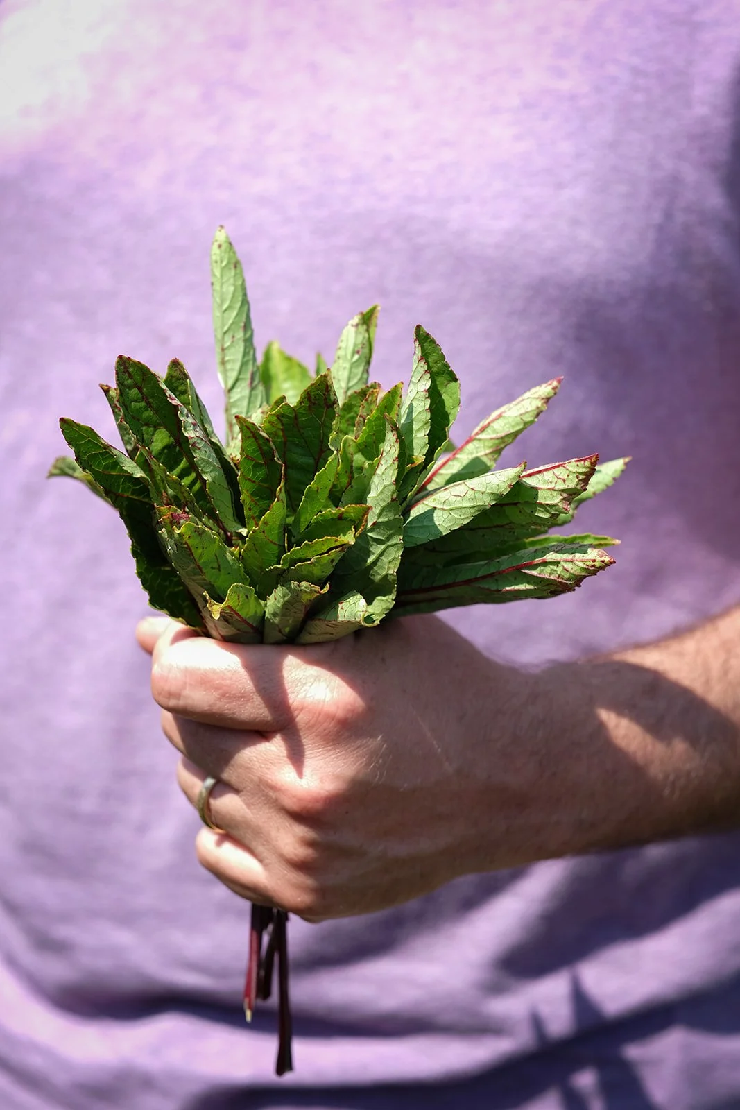 A person holding a bunch of fresh greens with purple veins, against a purple background.