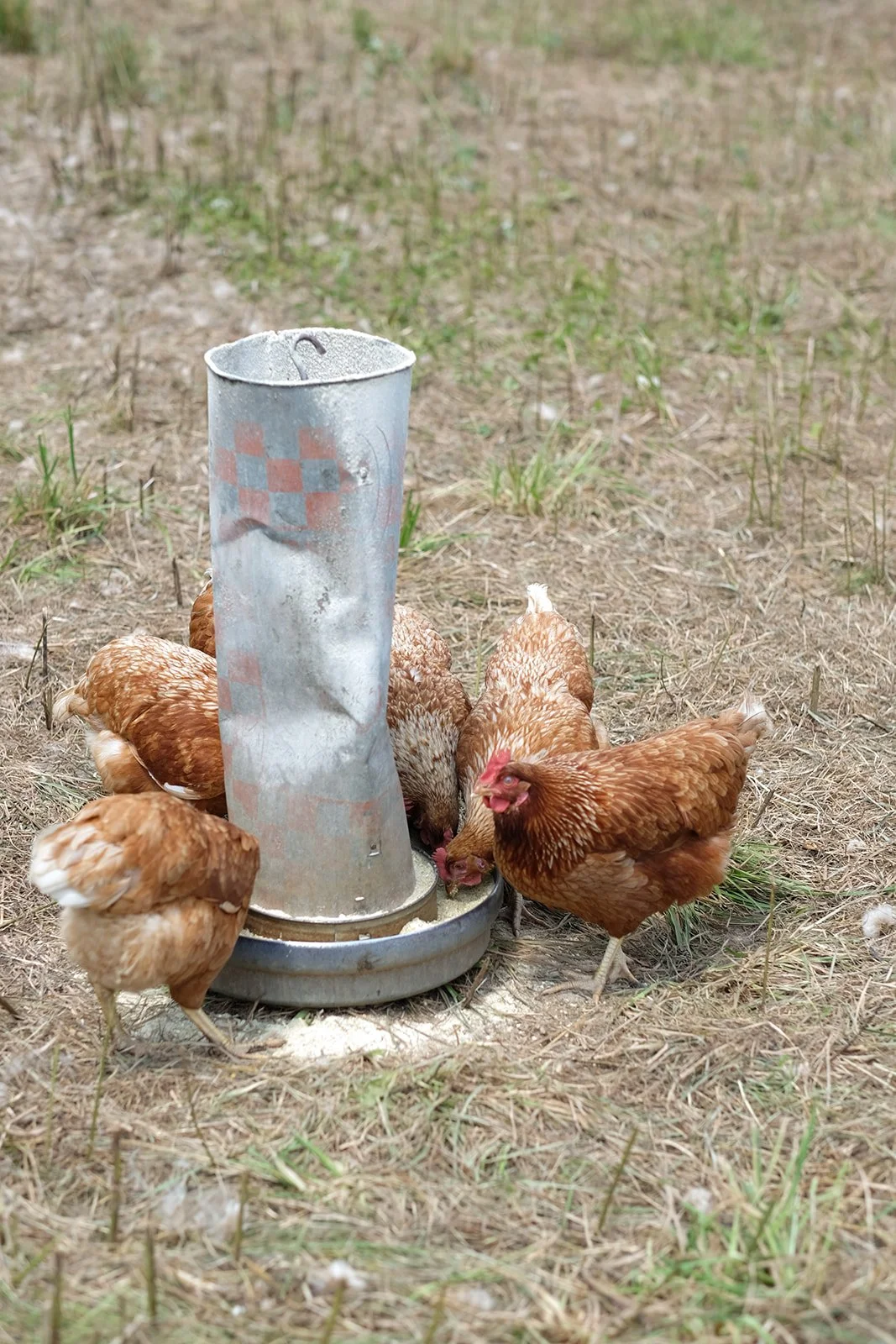 Free range chickens lay healthier eggs 