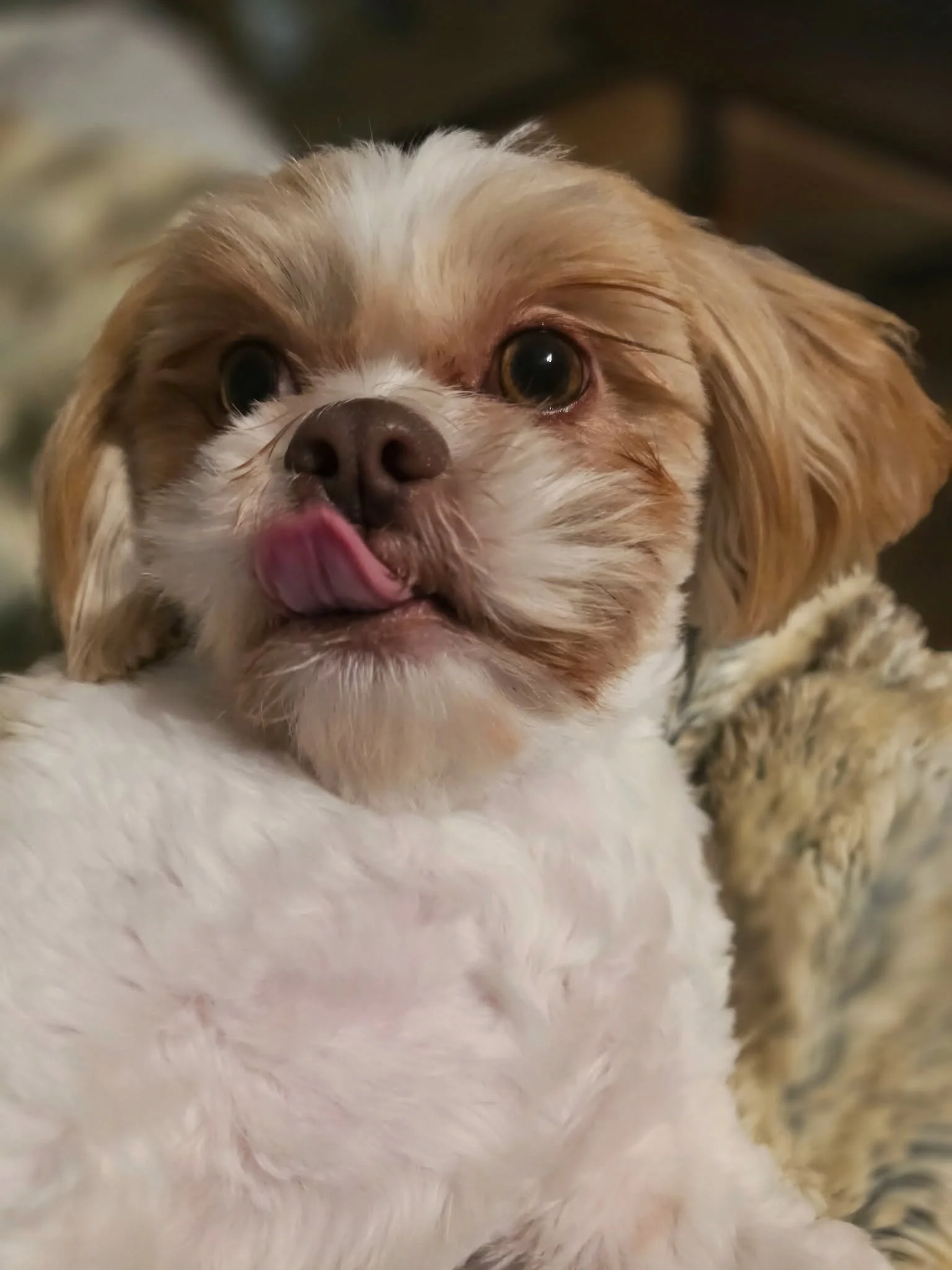 Close-up of a small dog with tan and white fur, sticking out its tongue.