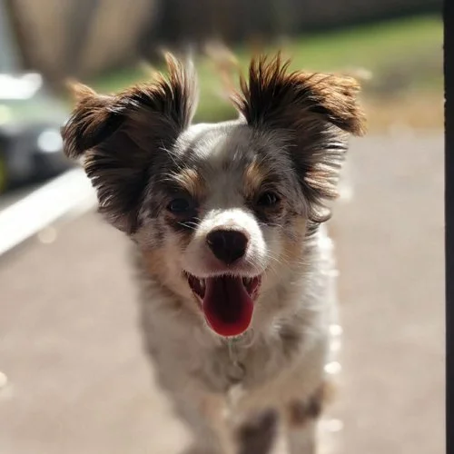 A happy puppy with big ears and a multicolored coat standing outdoors on a sunny day.