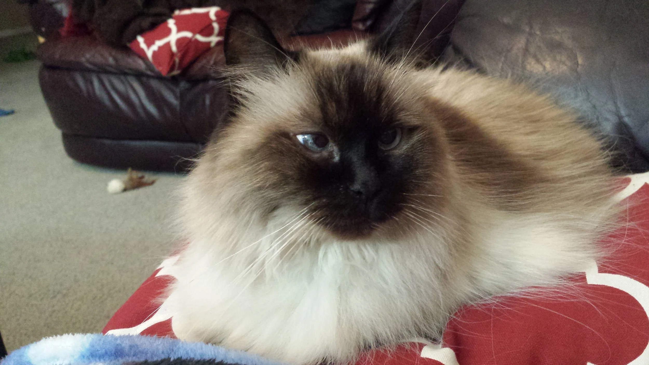 A fluffy Himalayan cat with blue eyes lying on a red and white pillow in a living room.