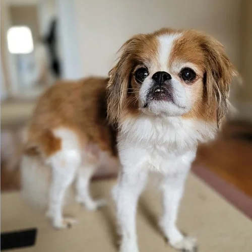 A small dog with white and brown fur standing indoors.