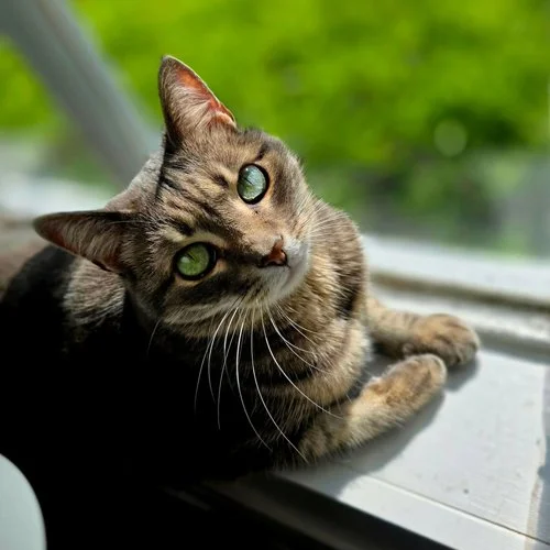 A tabby cat lying on a windowsill, looking up with green eyes.