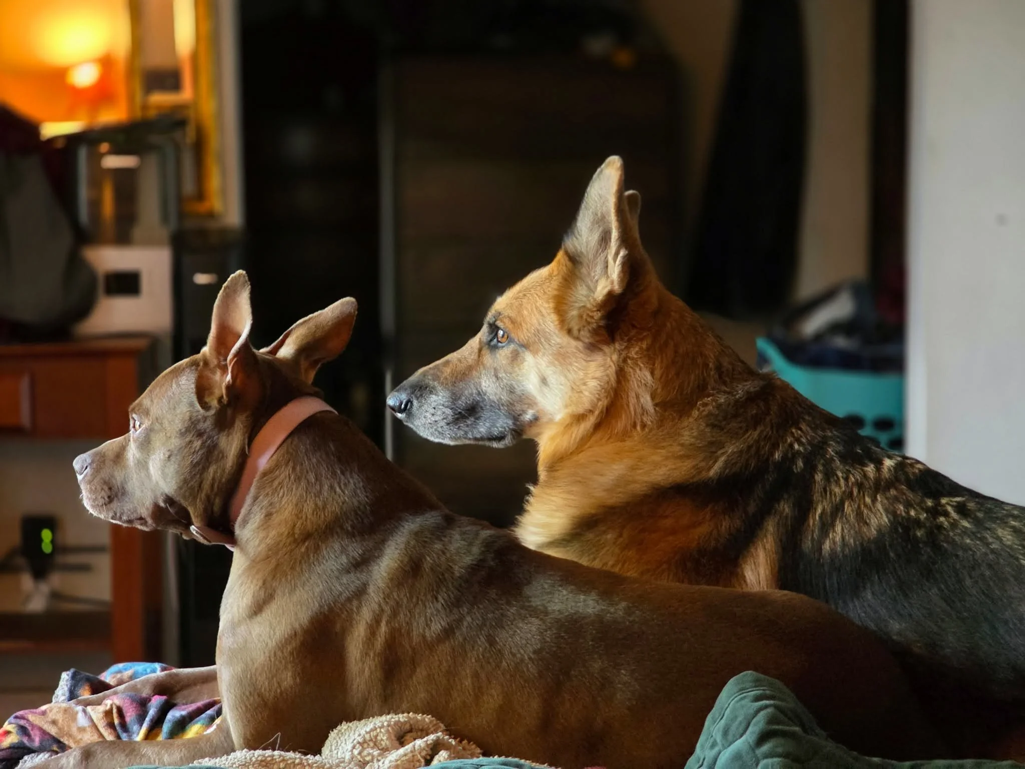 Two dogs sitting indoors near a couch, with a colorful blanket and feet visible in the foreground.