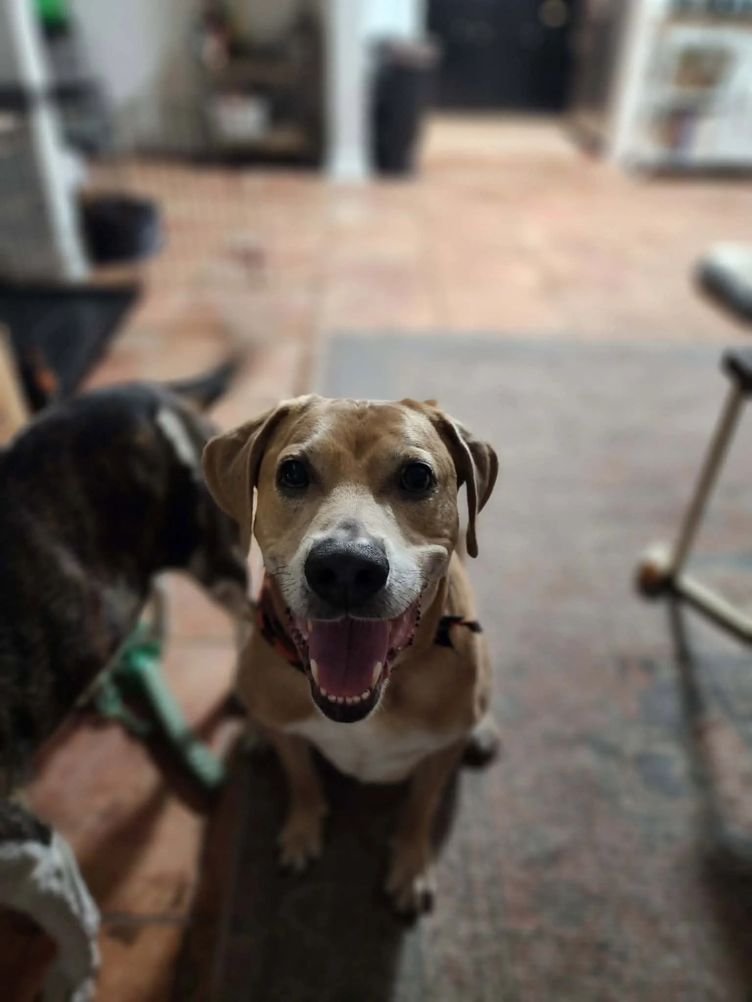 A happy brown and white dog with floppy ears and wide eyes, looking directly at the camera with its mouth open in a smile, indoors with a blurred background.