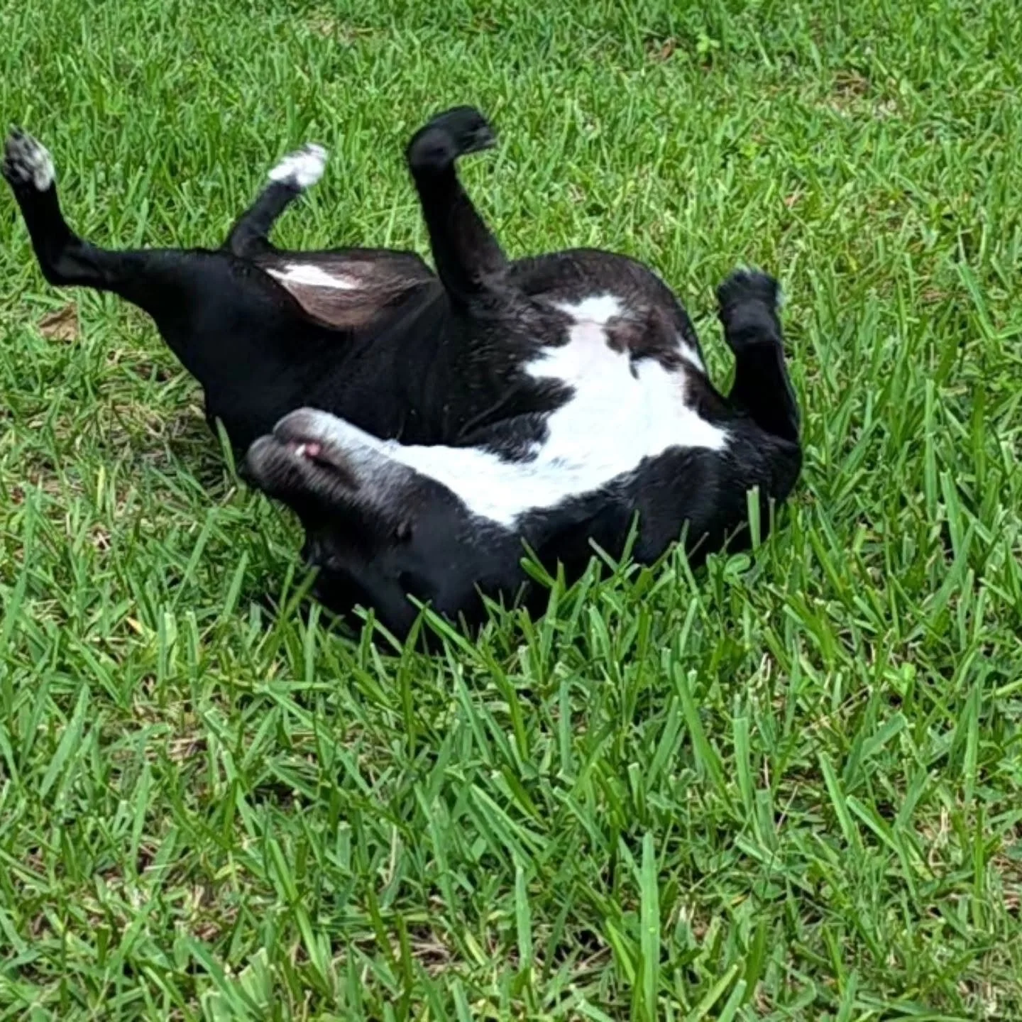 A black and white dog rolls around in grass.
