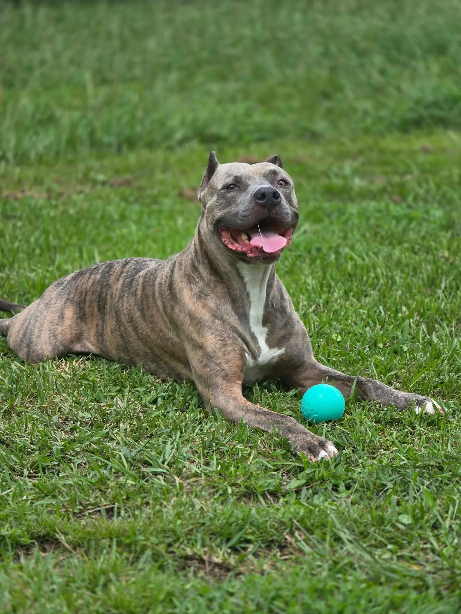 A happy brindle-colored dog with a friendly expression lying on a grassy field with a blue ball.