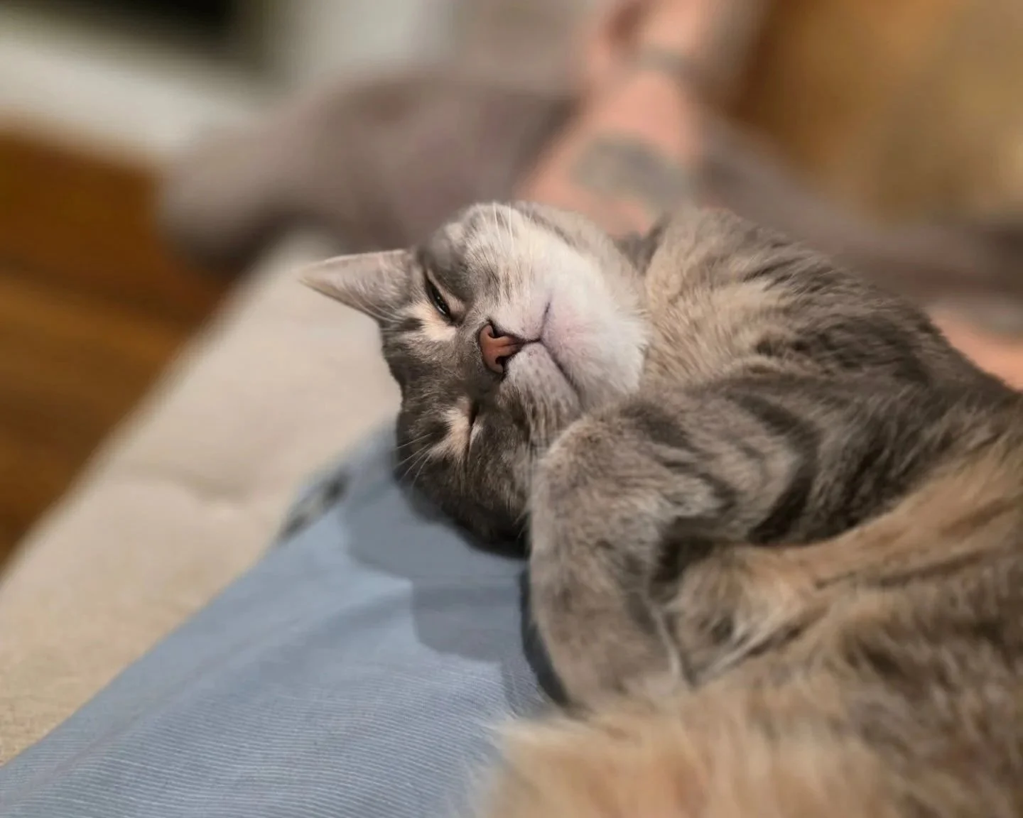 A gray tabby cat is sleeping peacefully on a couch with its eyes closed and body relaxed.
