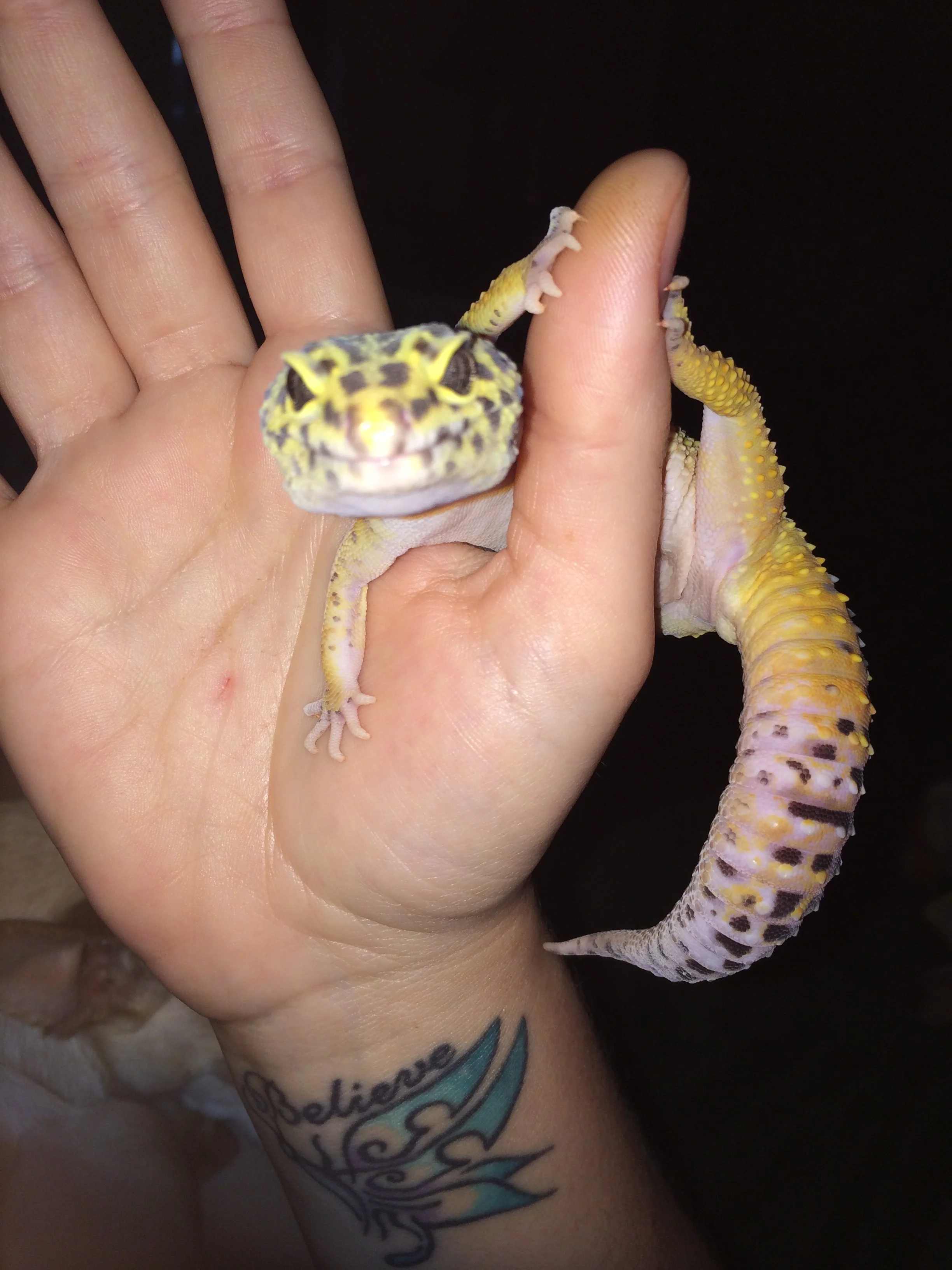 A person with a tattoo on their arm holding a leopard gecko. The gecko is perched on the person's fingers, with its head facing the camera, and the background is dark.