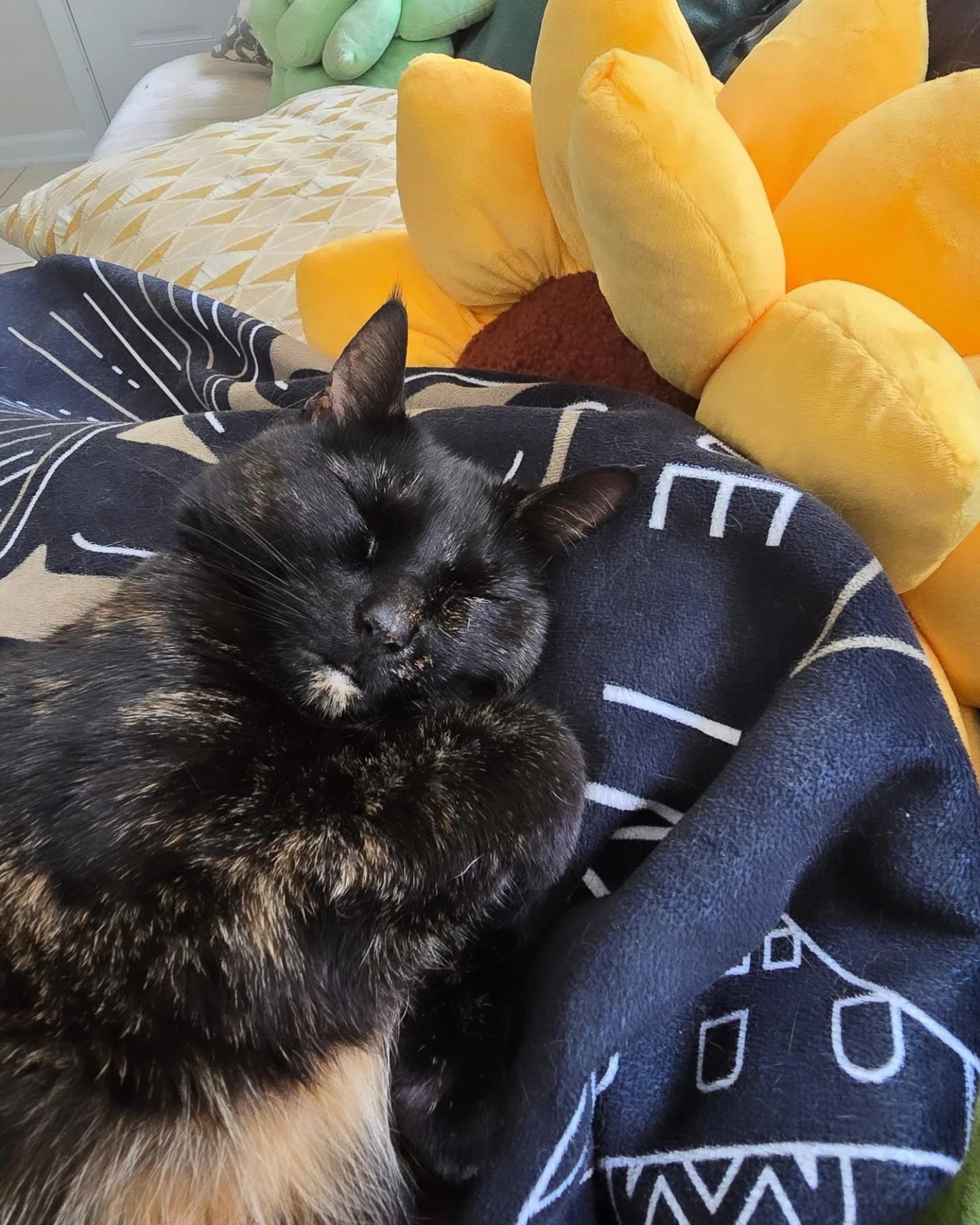 Tortoiseshell cat sleeping on a blanket. There is a yellow plush sunflower pillow in the background on a cream-colored couch.